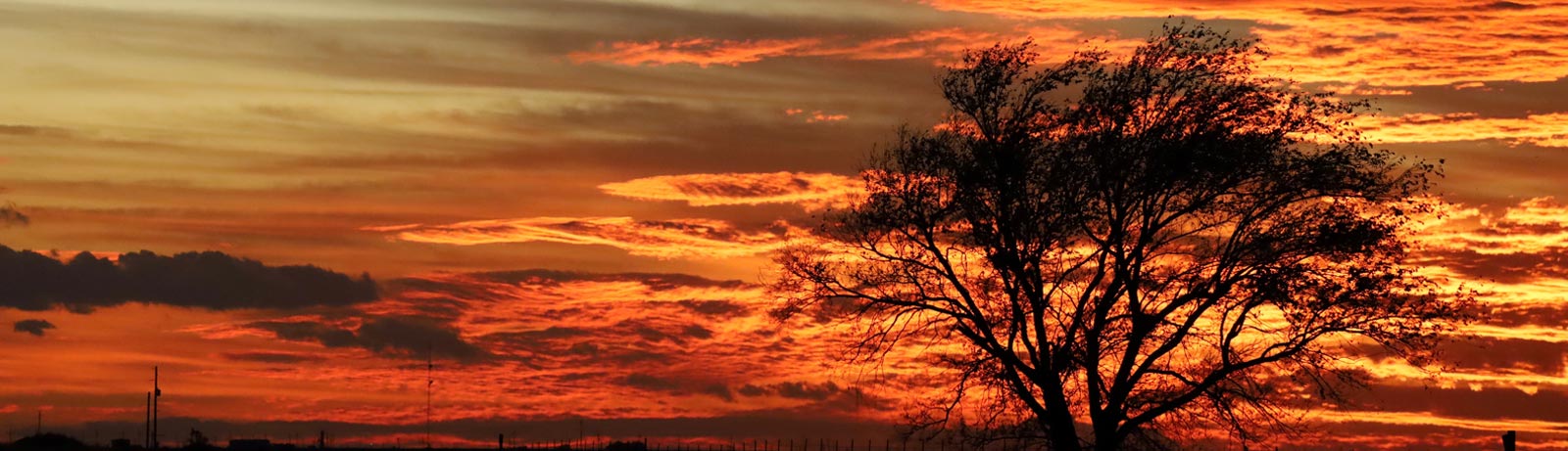 Tree against sunset in Artesia